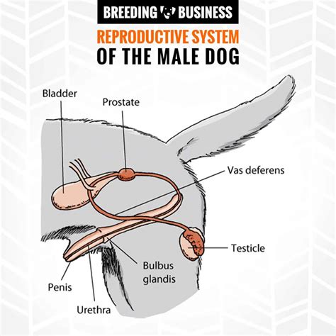 dog penis knot|Canine reproduction